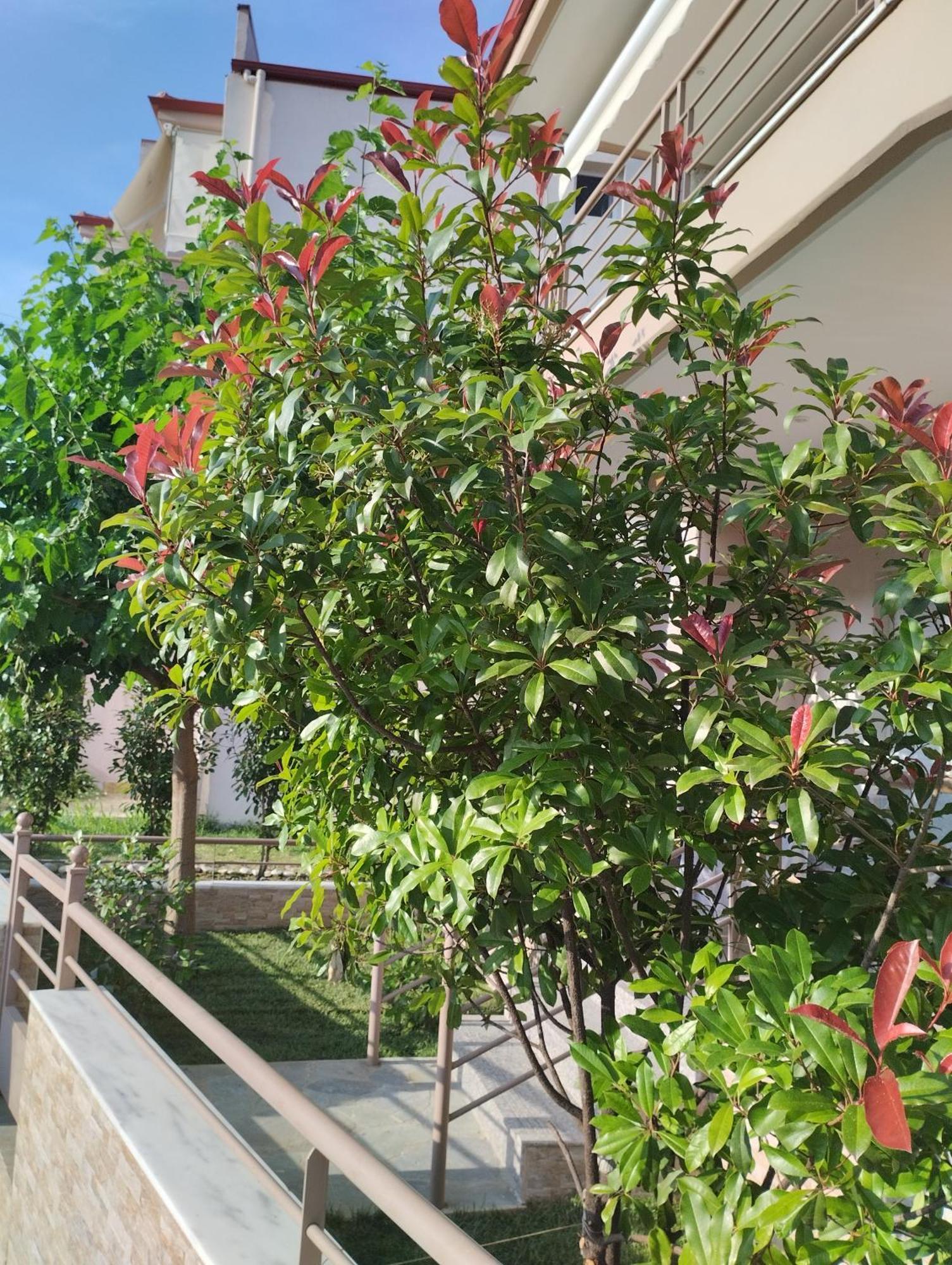 Avellana Luxury Suites Leptokaryá Buitenkant foto